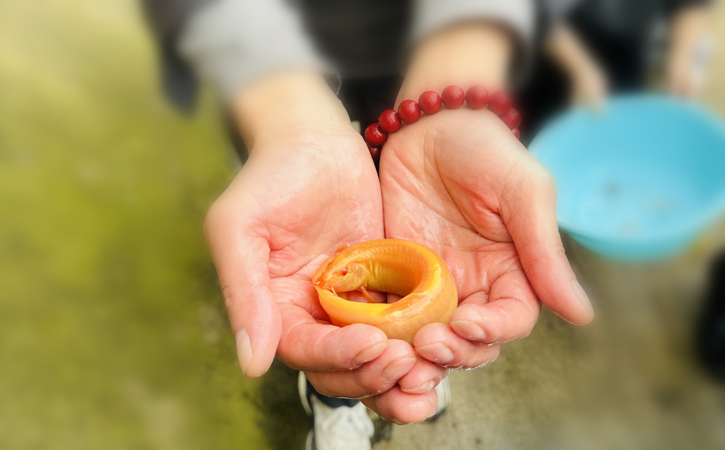 10月29日  佛定放生日的由来及注意事项